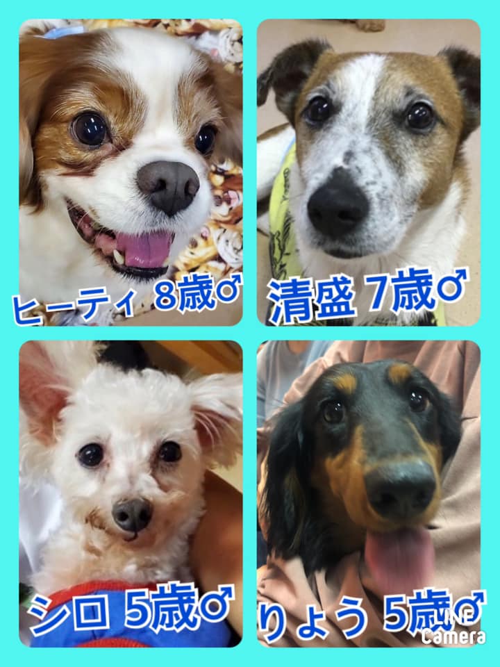 🐾今日の里親様募集中ワンコ🐶メンバーです🐾2020,10,24